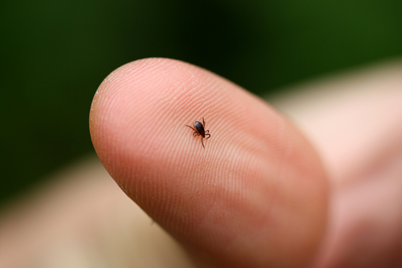 Puukentsefaliidi vastane vaktsineerimine